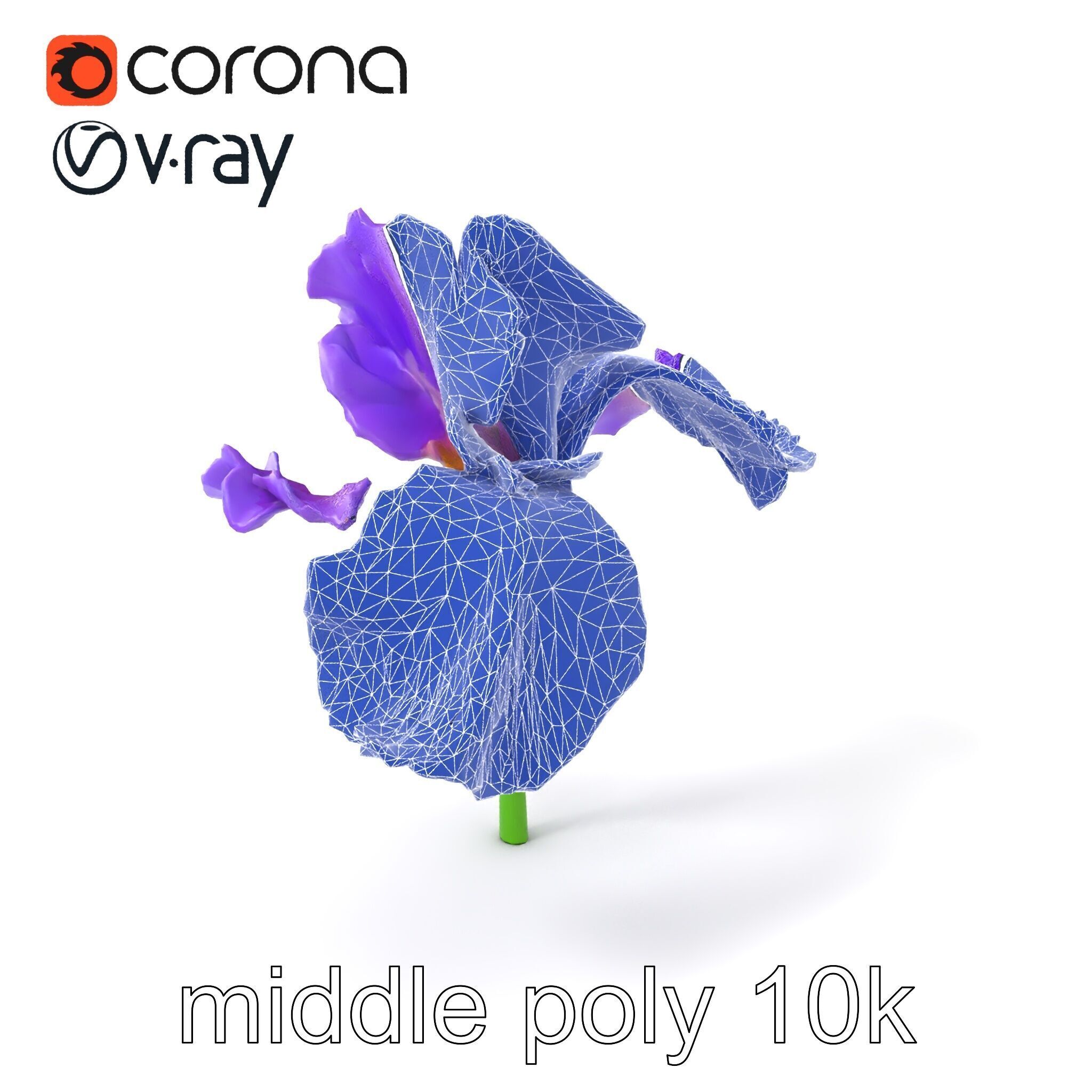 Purple Iris Flower Realistic 3D model pack Low-poly 3D model_5
