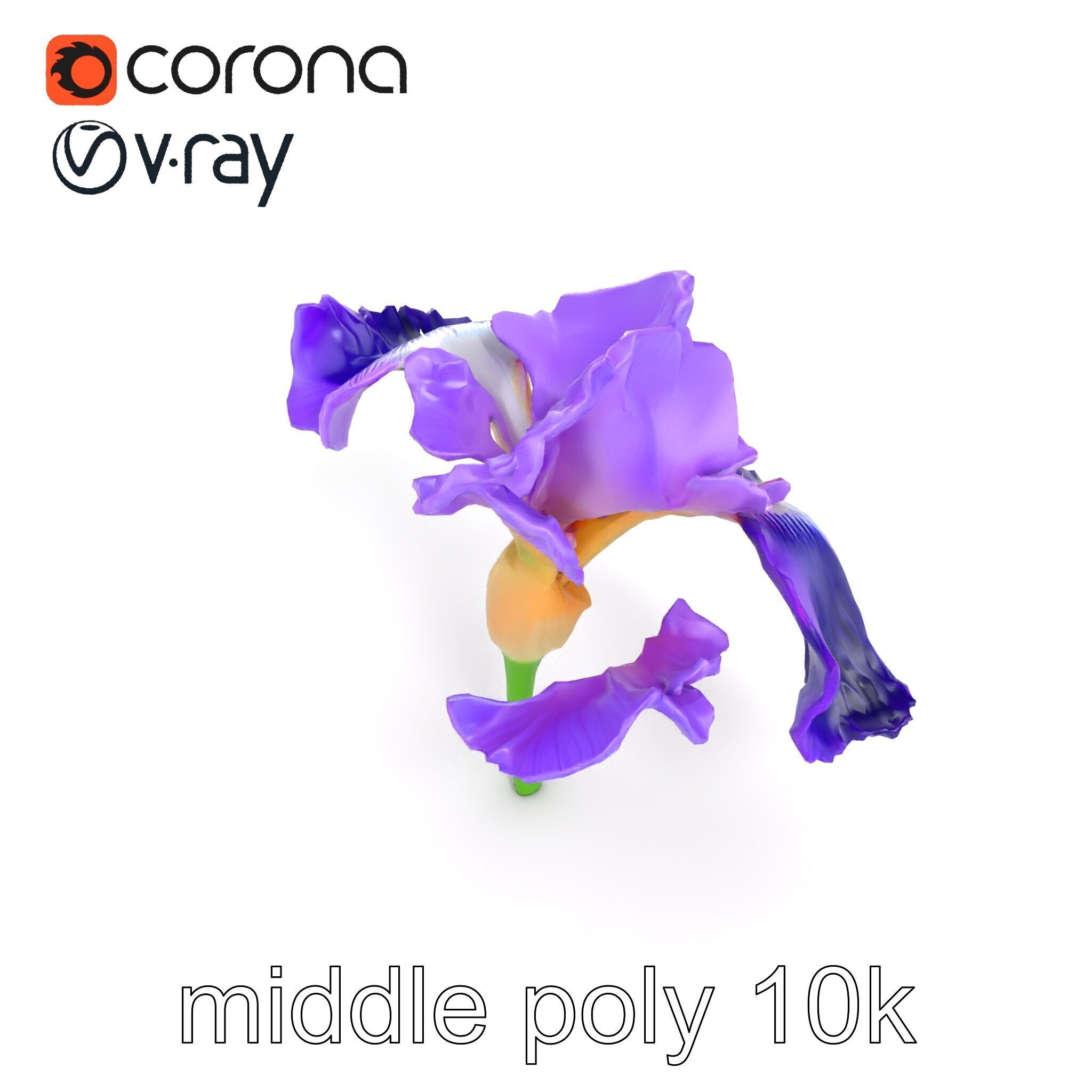 Purple Iris Flower Realistic 3D model pack Low-poly 3D model_25