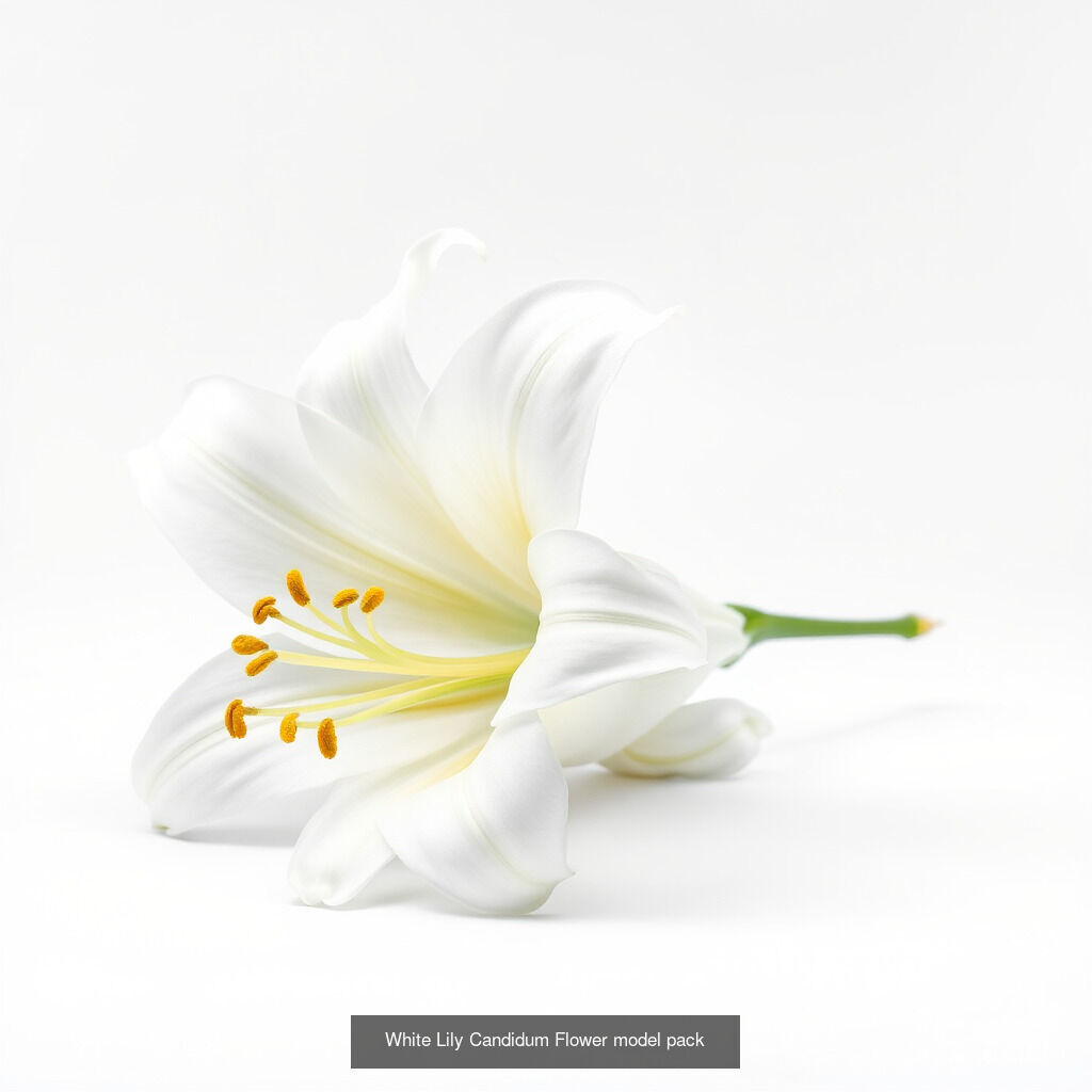 Elegant Lilies 3D Models Pack 3D Model Collection_11