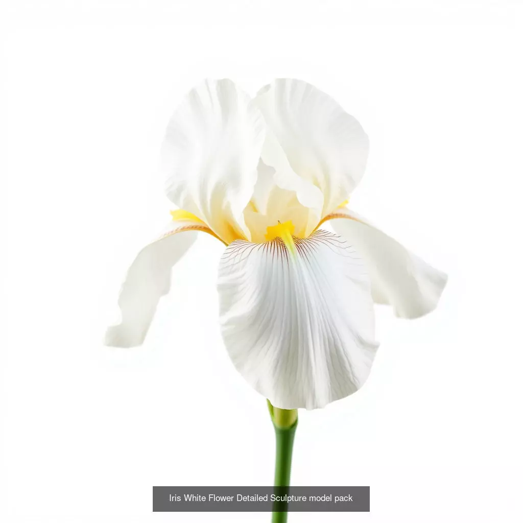 Exquisite Iris 3D Model Collection _0