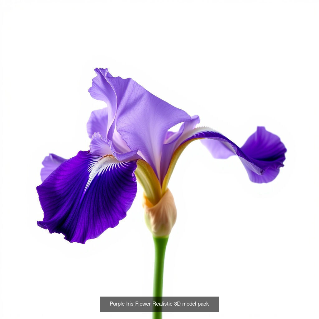 Exquisite Iris 3D Model Collection _14