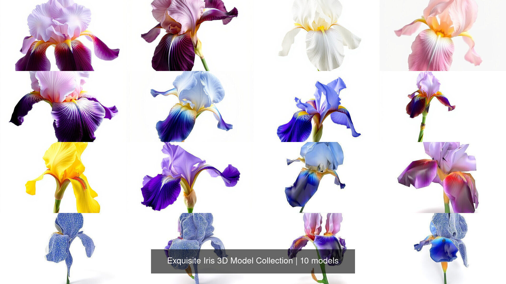 Exquisite Iris 3D Model Collection _7