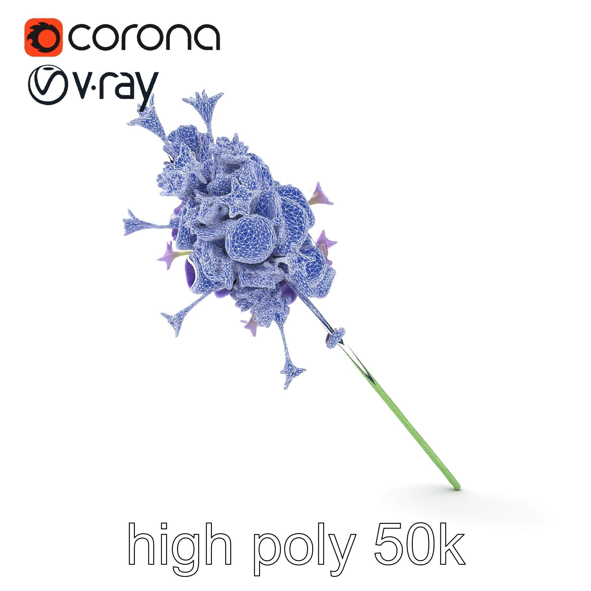 Lavandula Double Layered Petals 3D model pack Low-poly 3D model_11