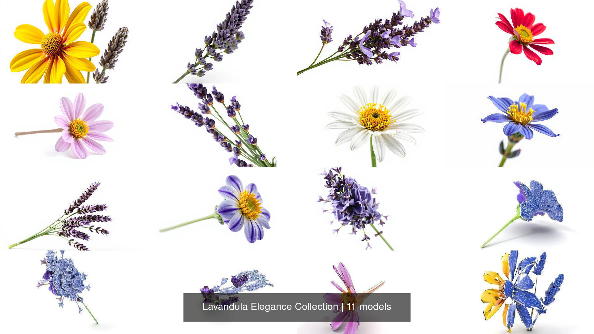 Lavandula Elegance Collection _9