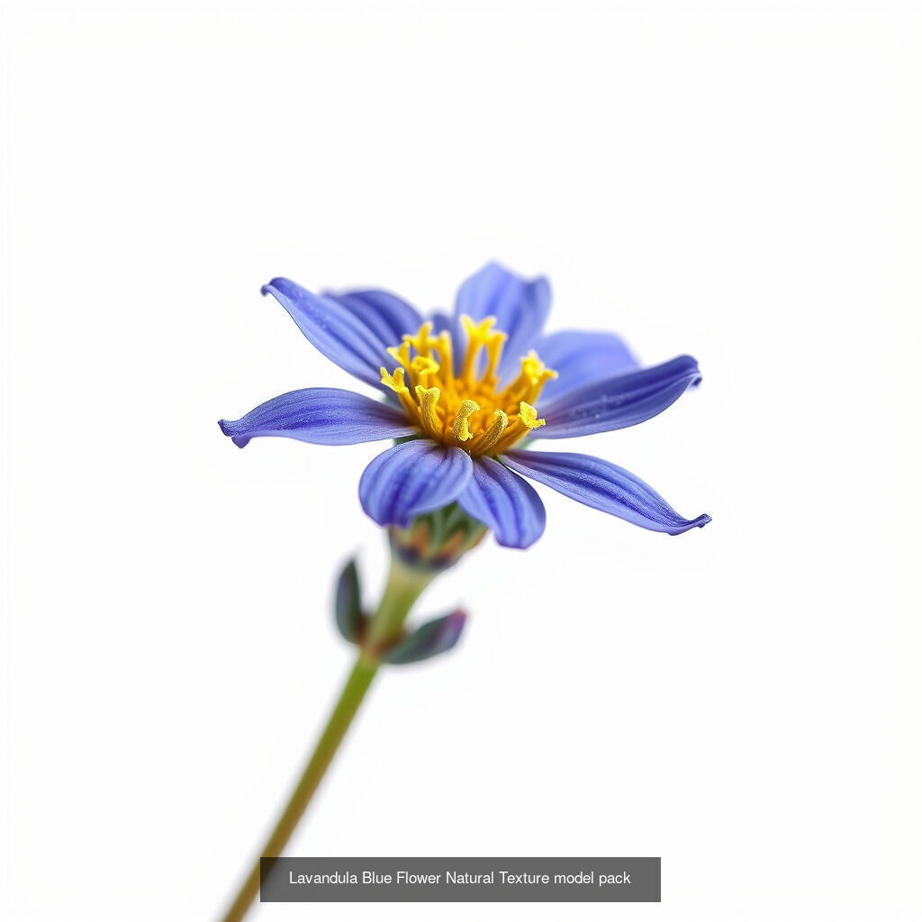 Lavandula Elegance Collection _14