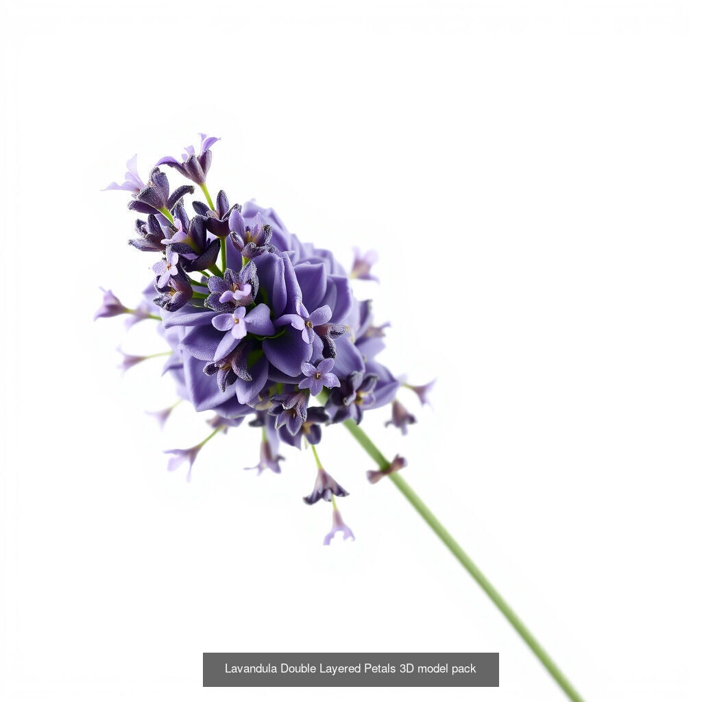 Lavandula Elegance Collection _17