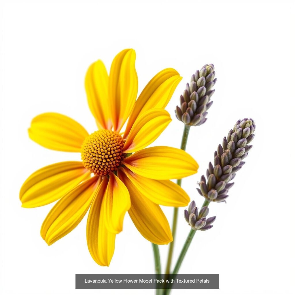 Lavandula Elegance Collection _7