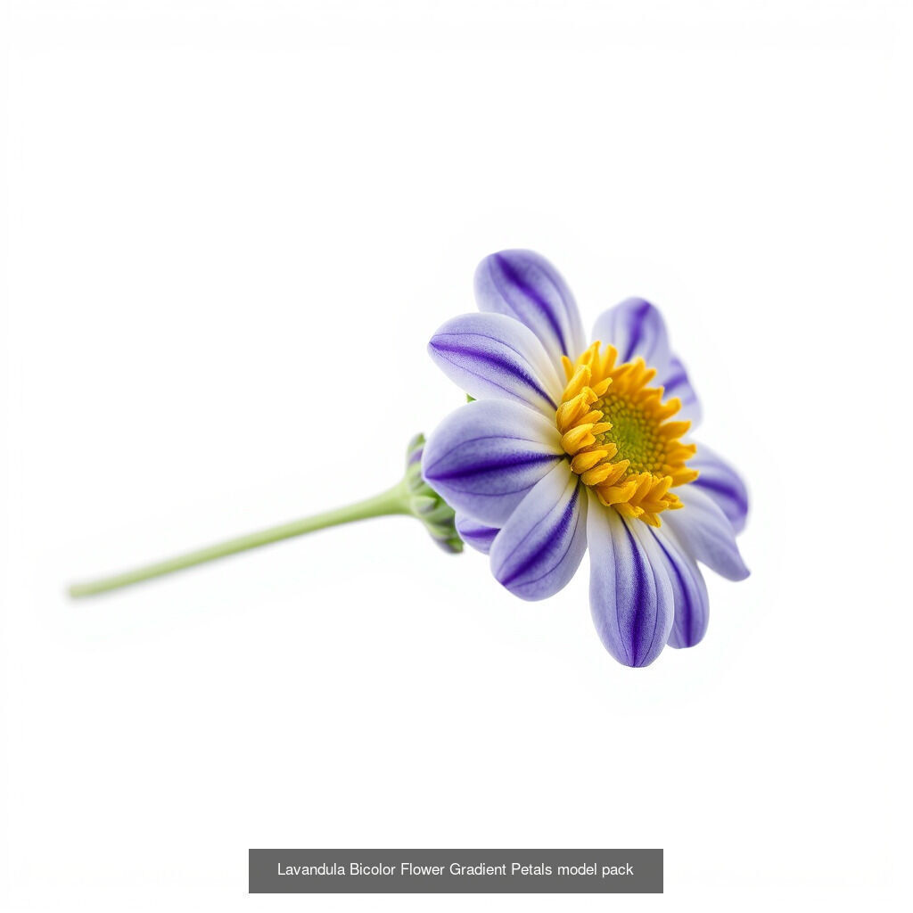 Lavandula Elegance Collection _16