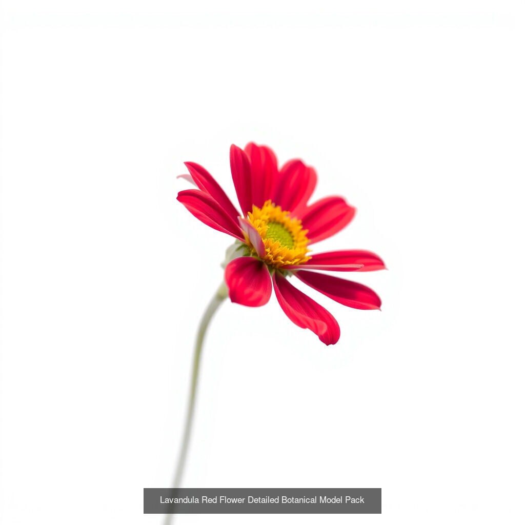 Lavandula Elegance Collection _10