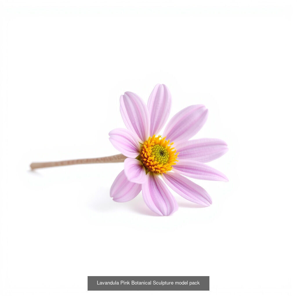 Lavandula Elegance Collection _11