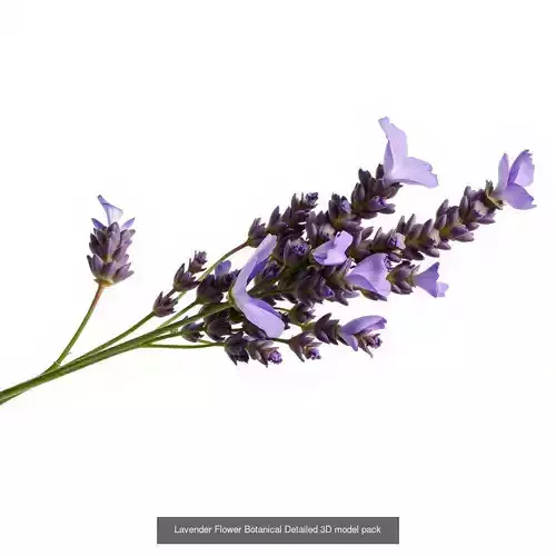Lavandula Elegance Collection Lavandula Elegance Collection