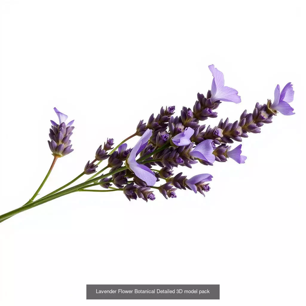 Lavandula Elegance Collection _0