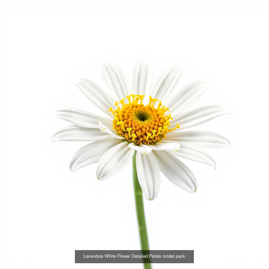 Lavandula Elegance Collection _13