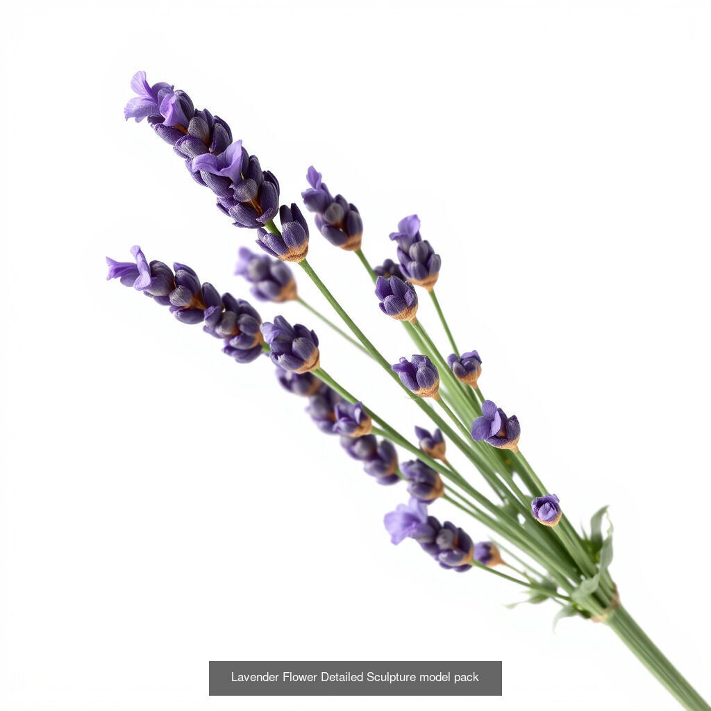 Lavandula Elegance Collection _12