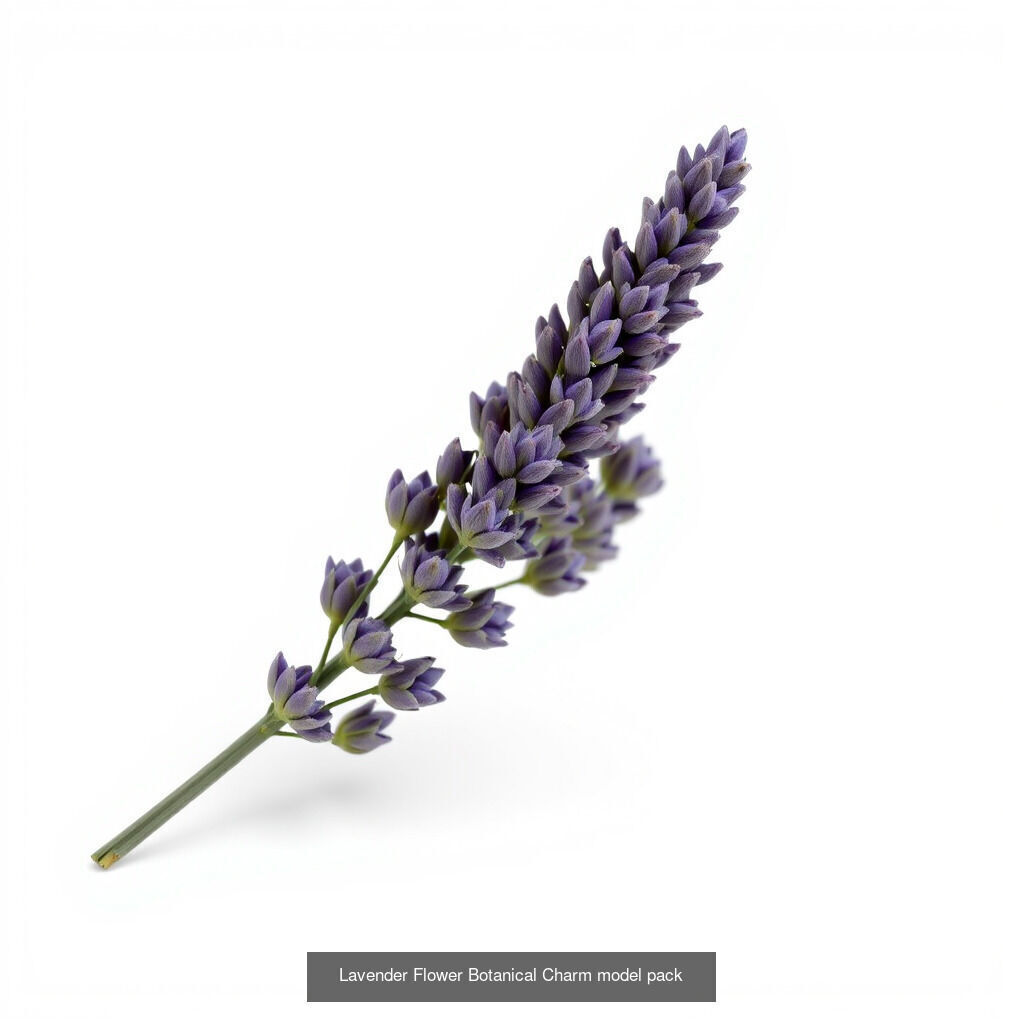Lavandula Elegance Collection _8