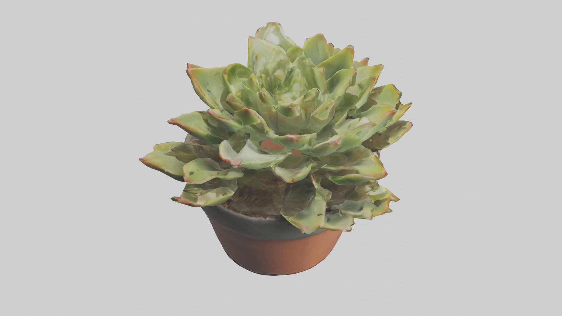 Potted Succulent model Low-poly 3D model_18