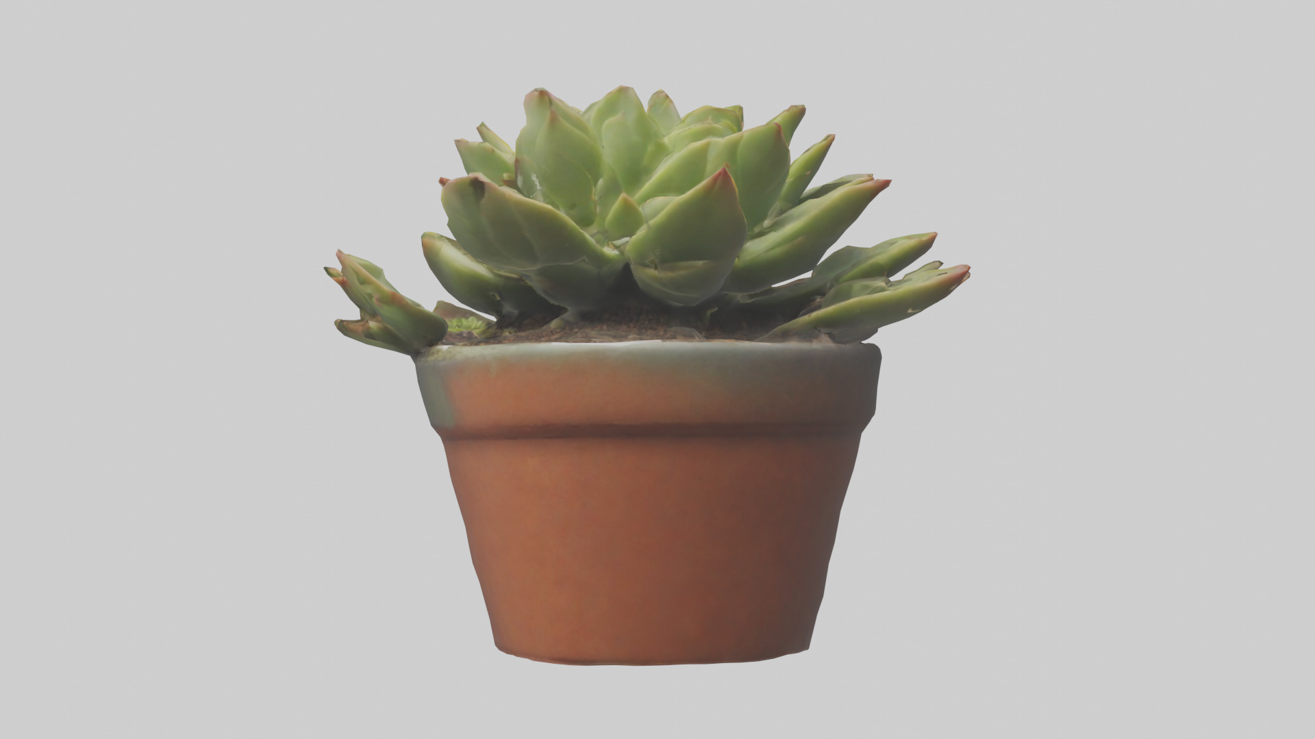 Potted Succulent model Low-poly 3D model_1