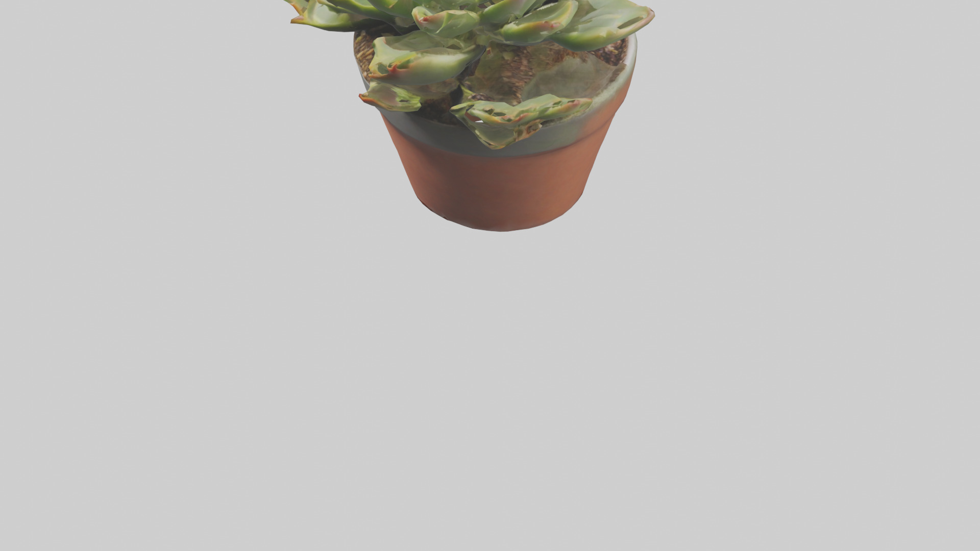 Potted Succulent model Low-poly 3D model_5