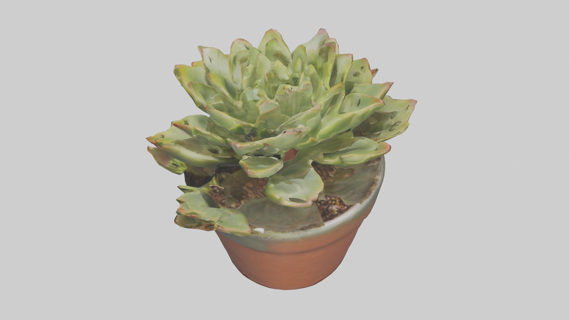 Potted Succulent model Low-poly 3D model_17