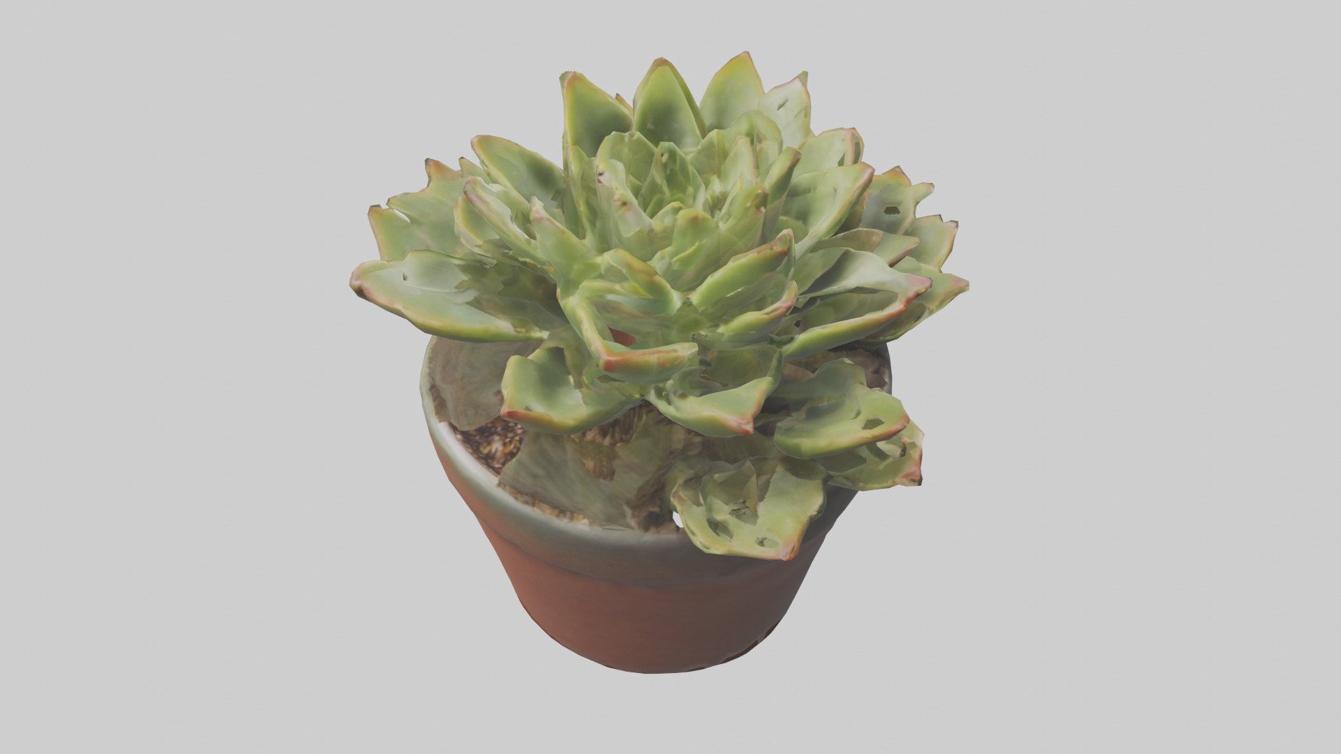 Potted Succulent model Low-poly 3D model_15
