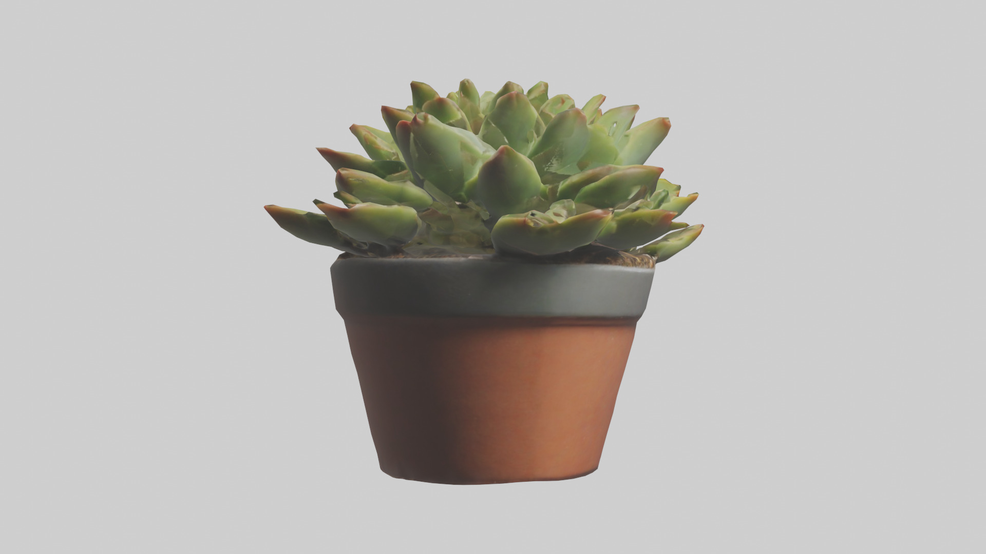 Potted Succulent model Low-poly 3D model_13