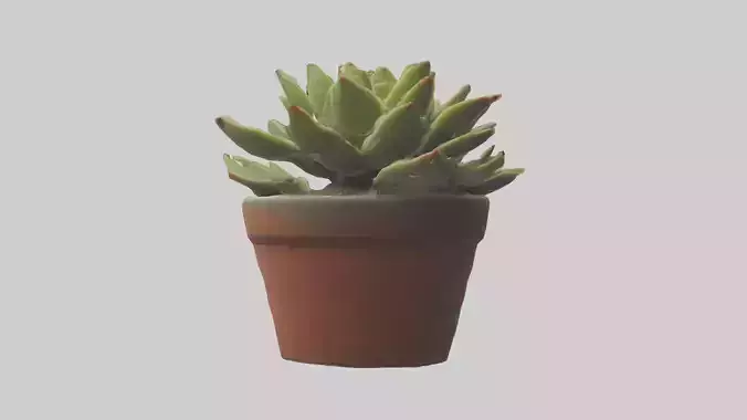 Potted Succulent model