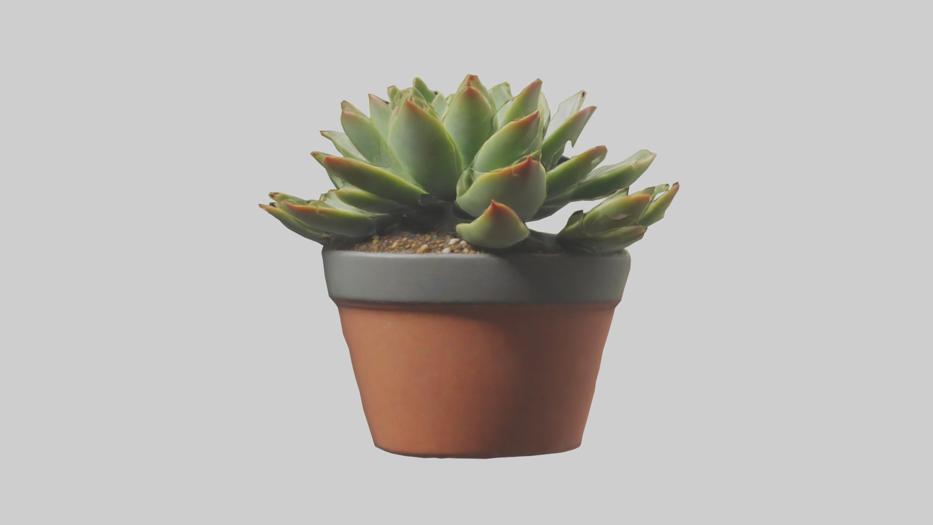 Potted Succulent model Low-poly 3D model_9