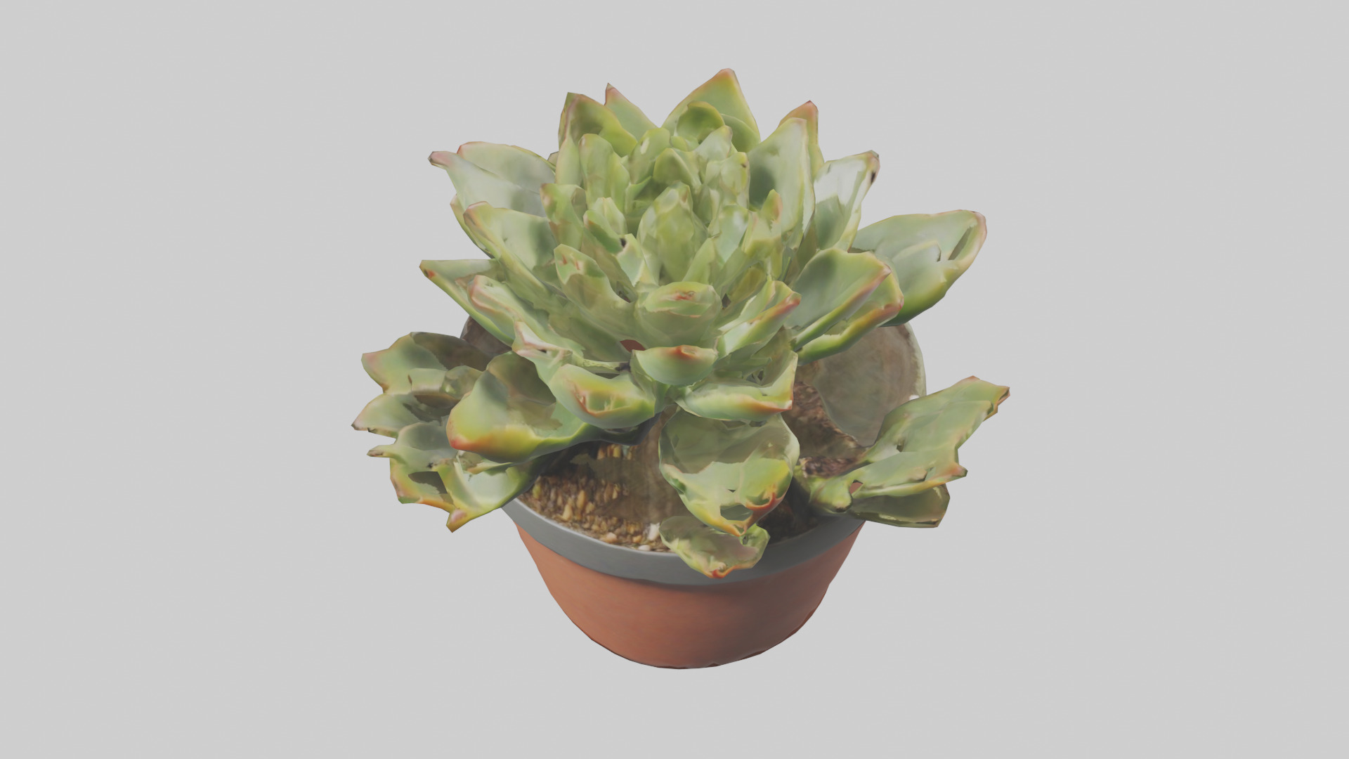 Potted Succulent model Low-poly 3D model_16