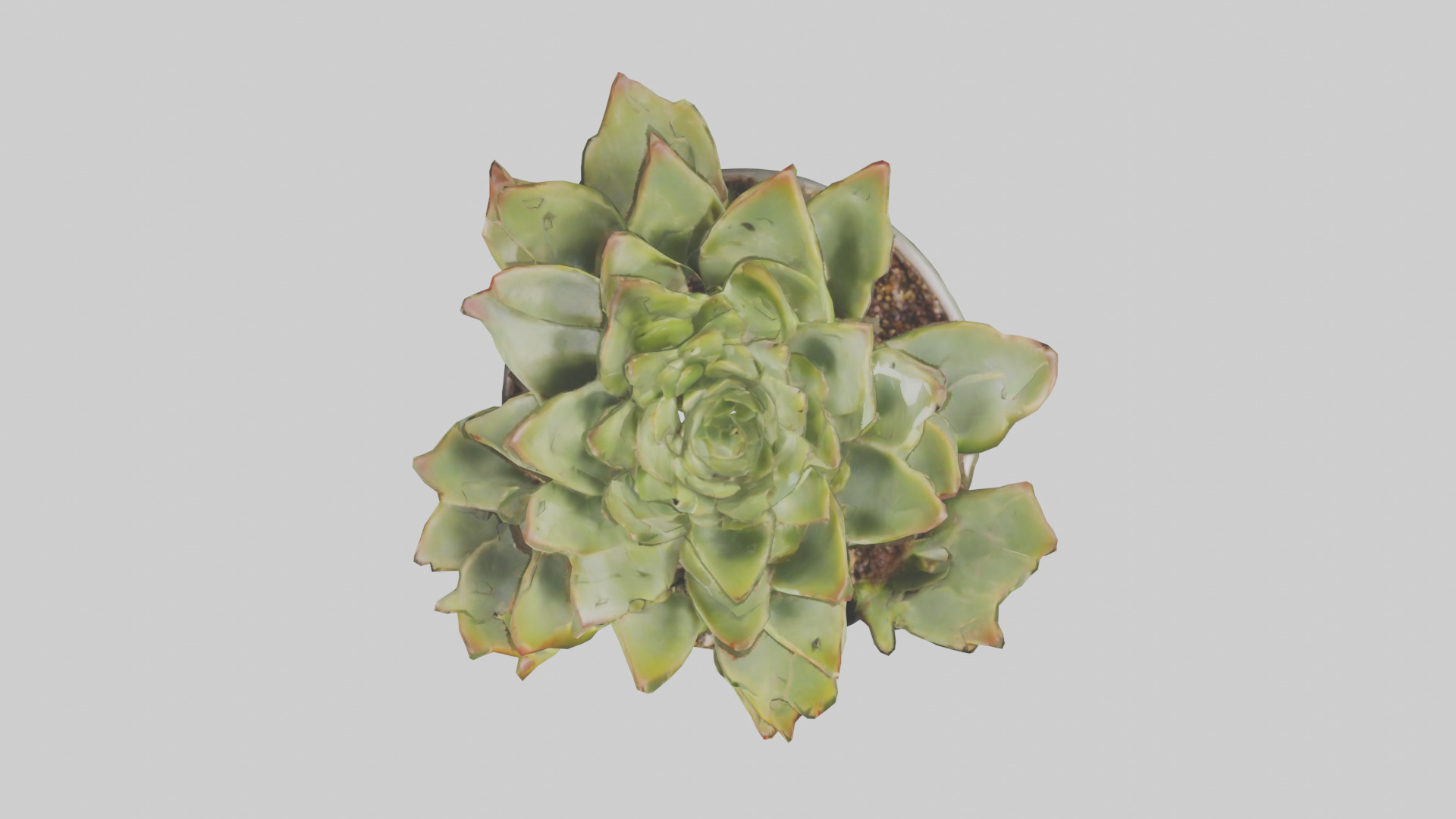 Potted Succulent model Low-poly 3D model_14