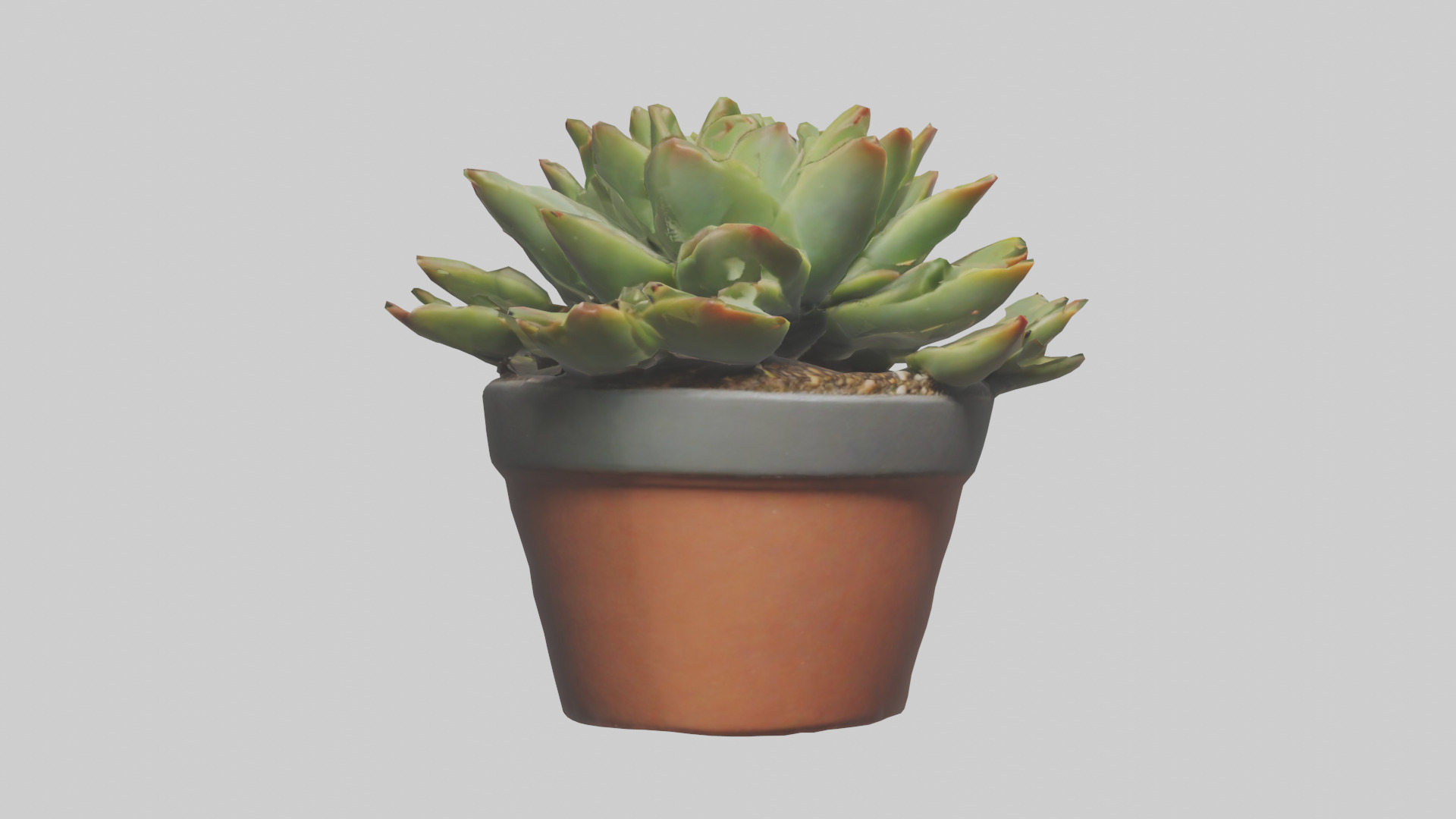 Potted Succulent model Low-poly 3D model_7