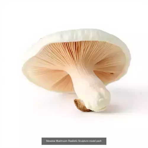 Mushroom Extravaganza 3D Pack 3D Model Collection