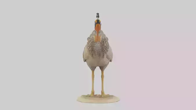 Prairie Chicken standing model Low-poly 3D model