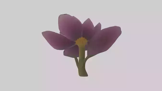 Primula model