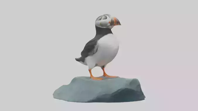 Puffin standing on rock model Low-poly 3D model
