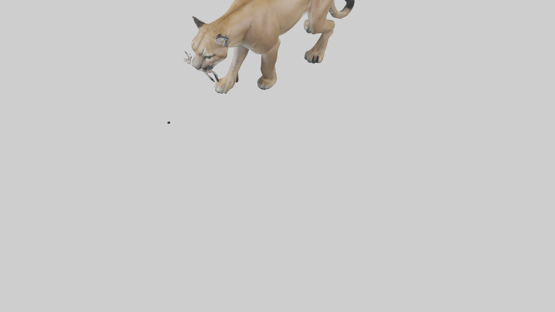 Puma prowling model Low-poly 3D model_5