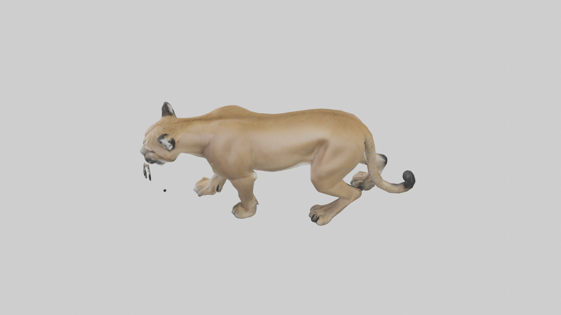 Puma prowling model Low-poly 3D model_17