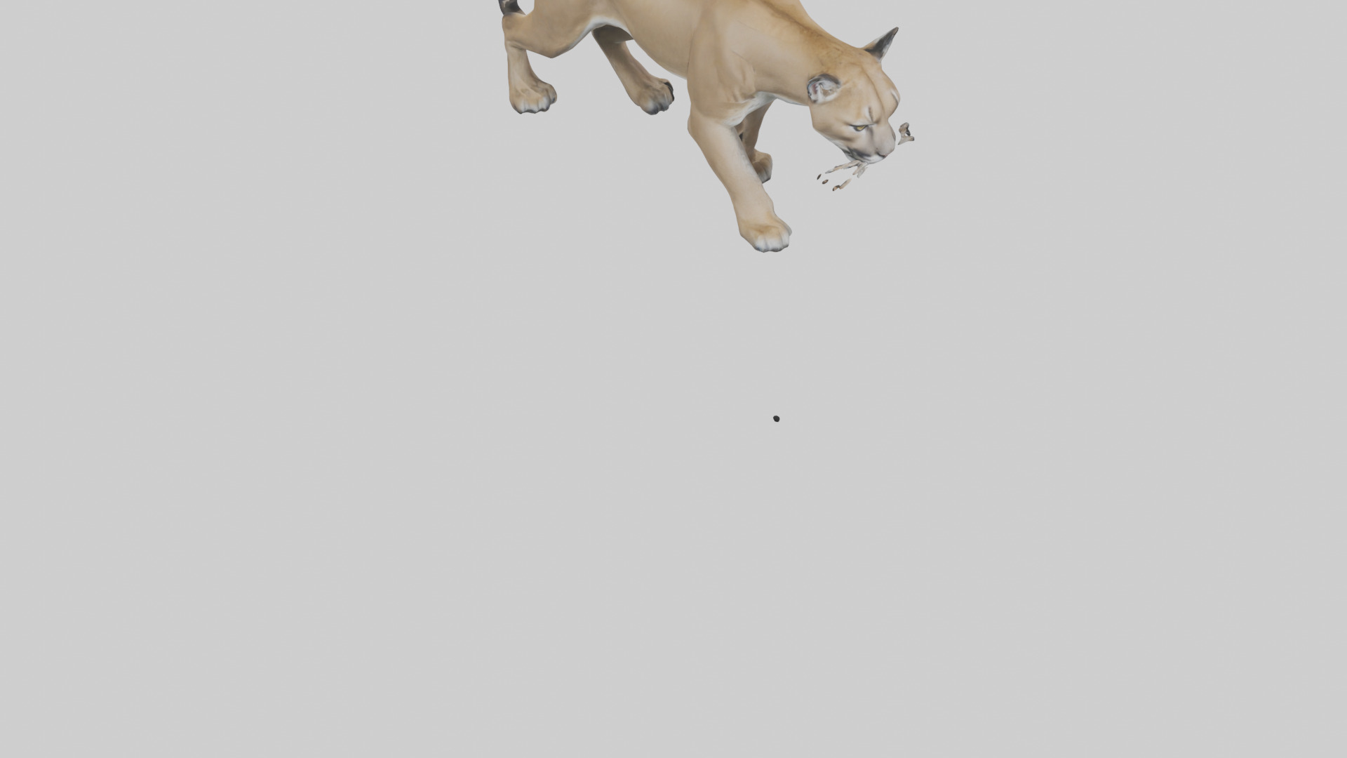 Puma prowling model Low-poly 3D model_6