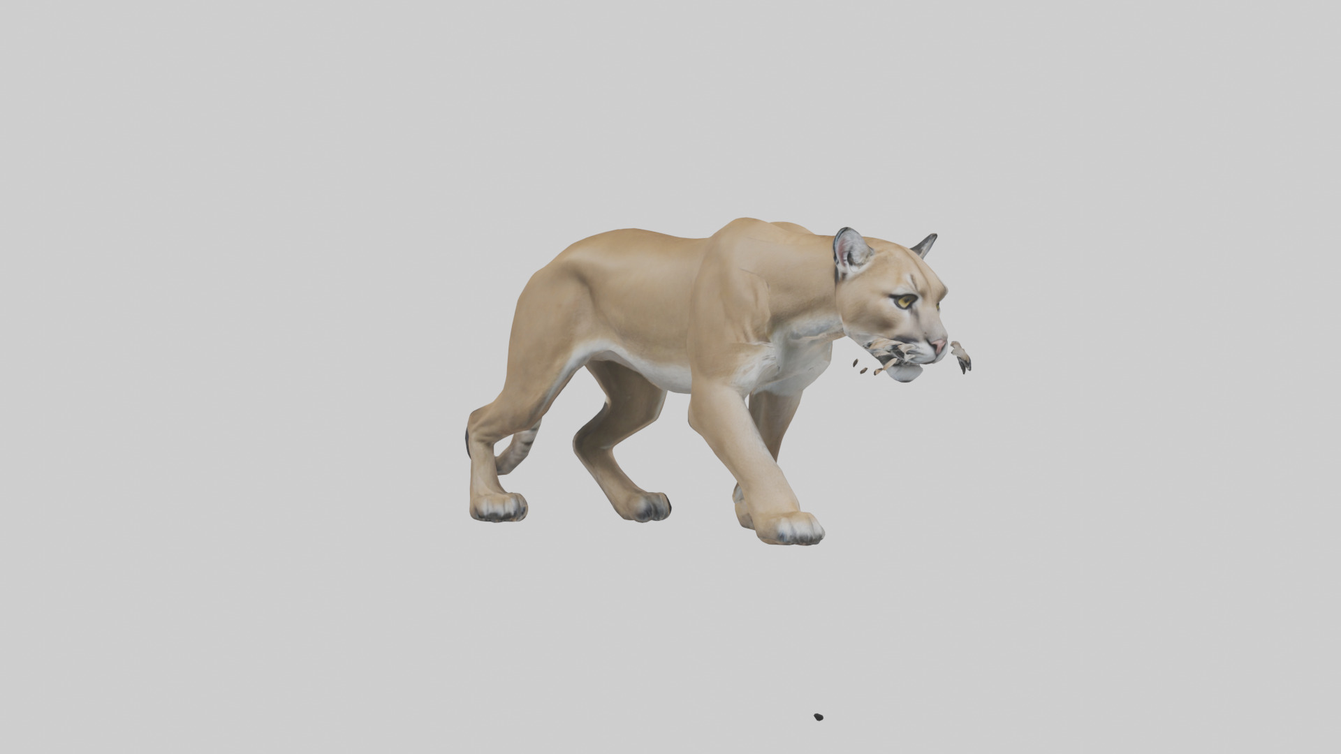 Puma prowling model Low-poly 3D model_7