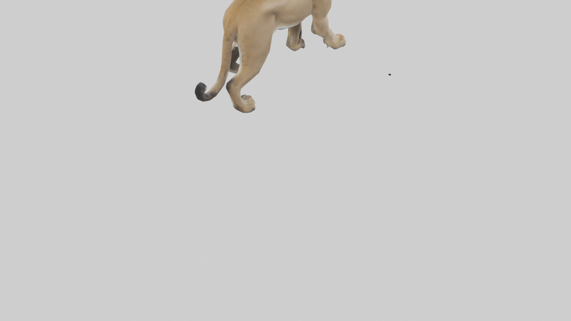 Puma prowling model Low-poly 3D model_4