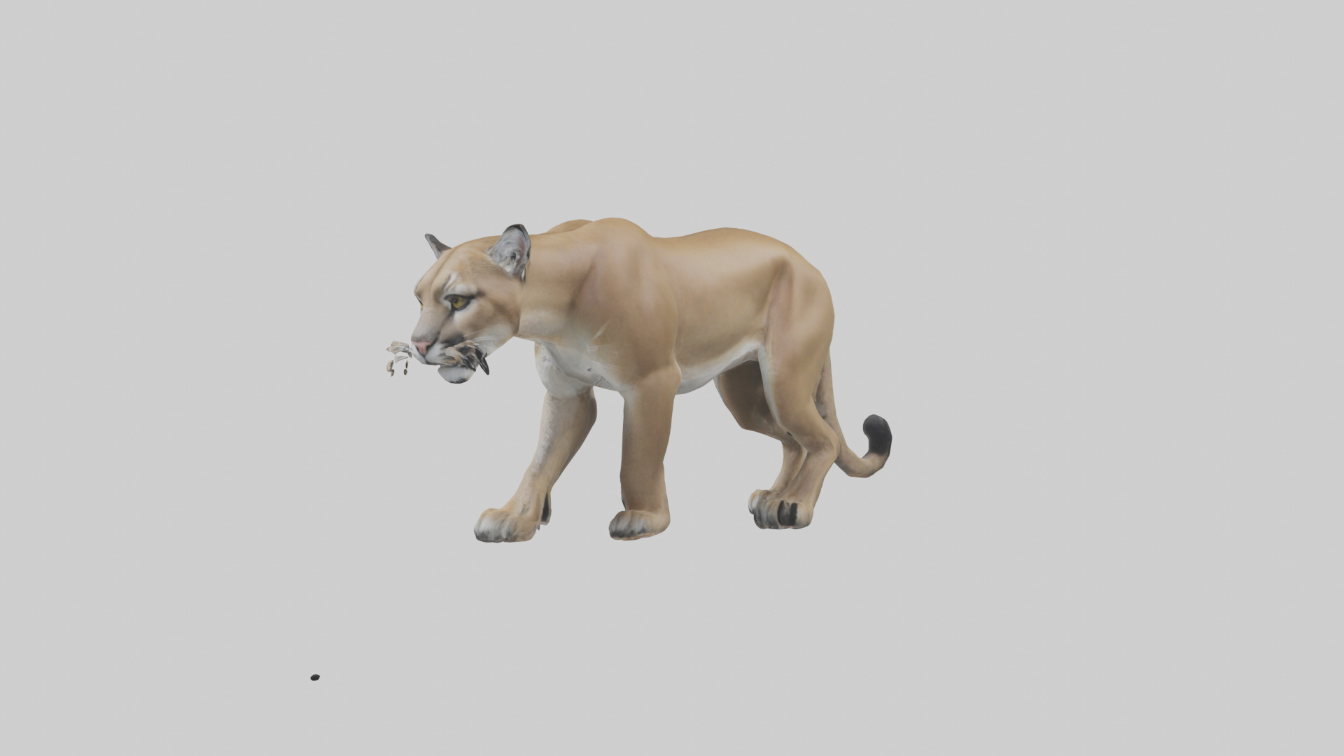 Puma prowling model Low-poly 3D model_8