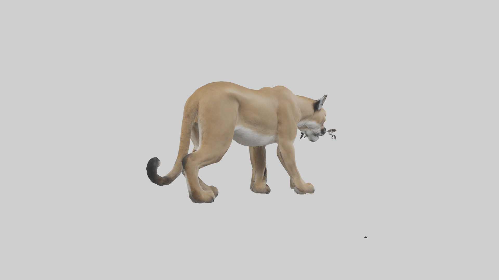 Puma prowling model Low-poly 3D model_2