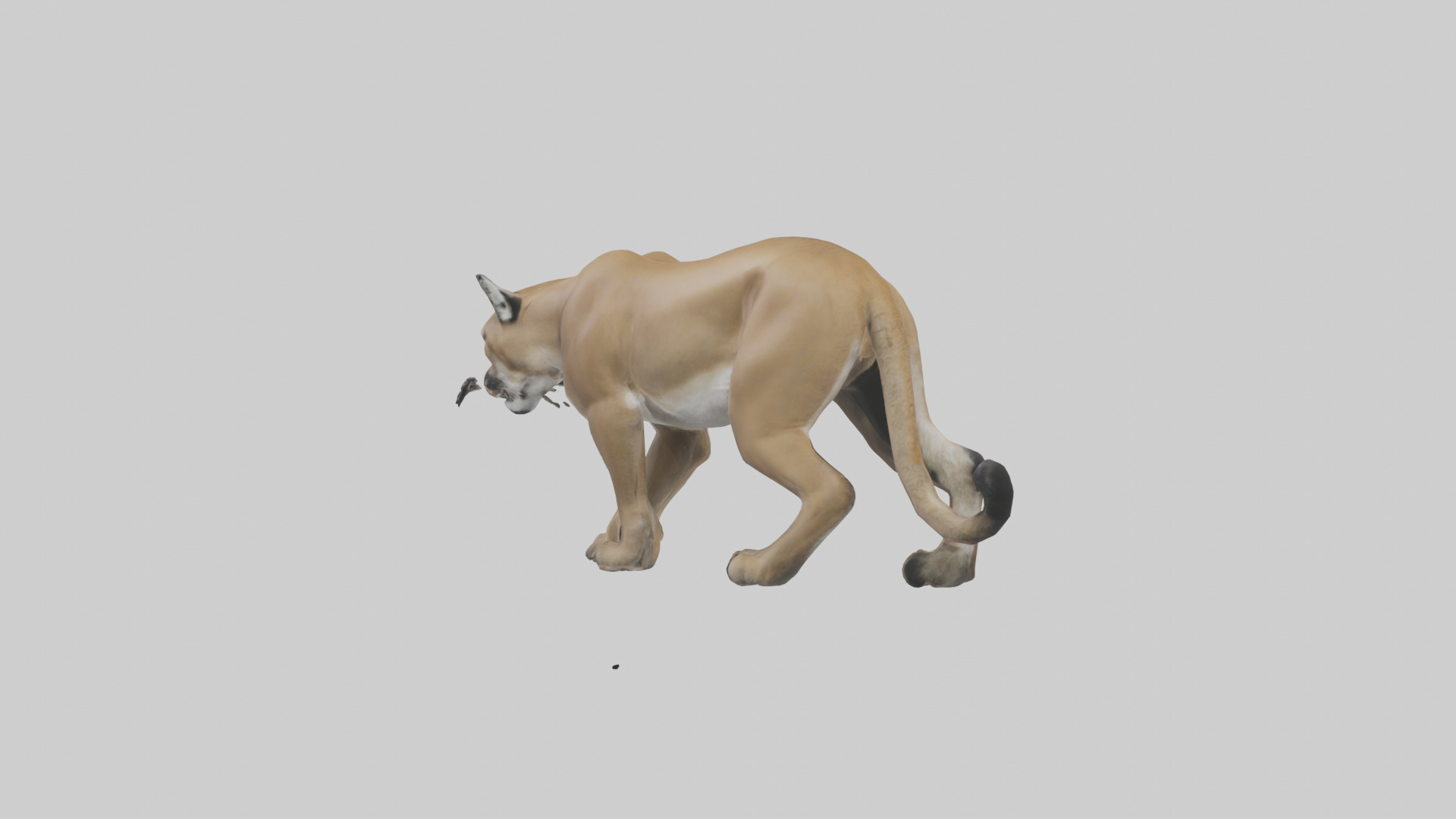 Puma prowling model Low-poly 3D model_1