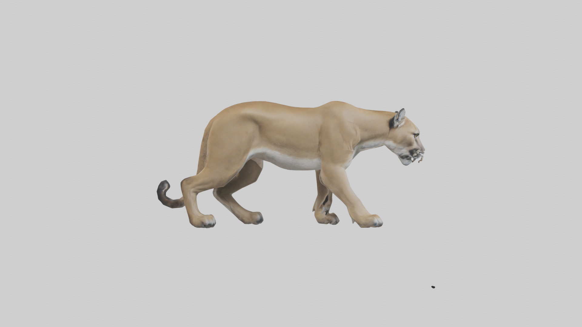 Puma prowling model Low-poly 3D model_13