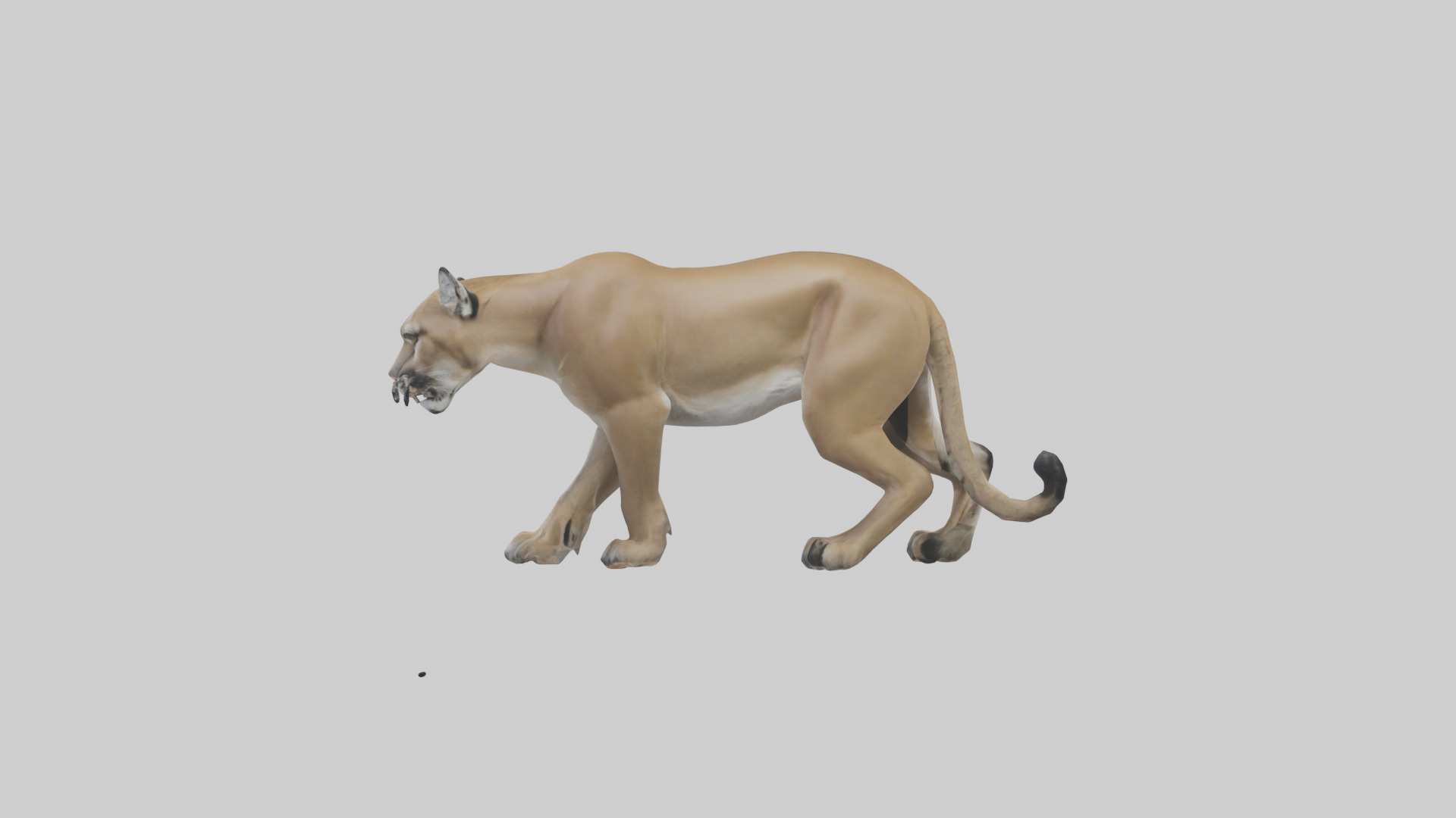 Puma prowling model Low-poly 3D model_12