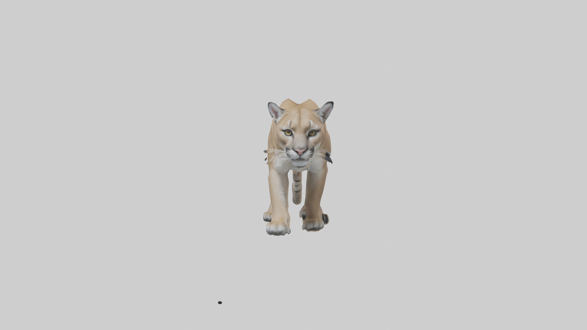 Puma prowling model Low-poly 3D model_9
