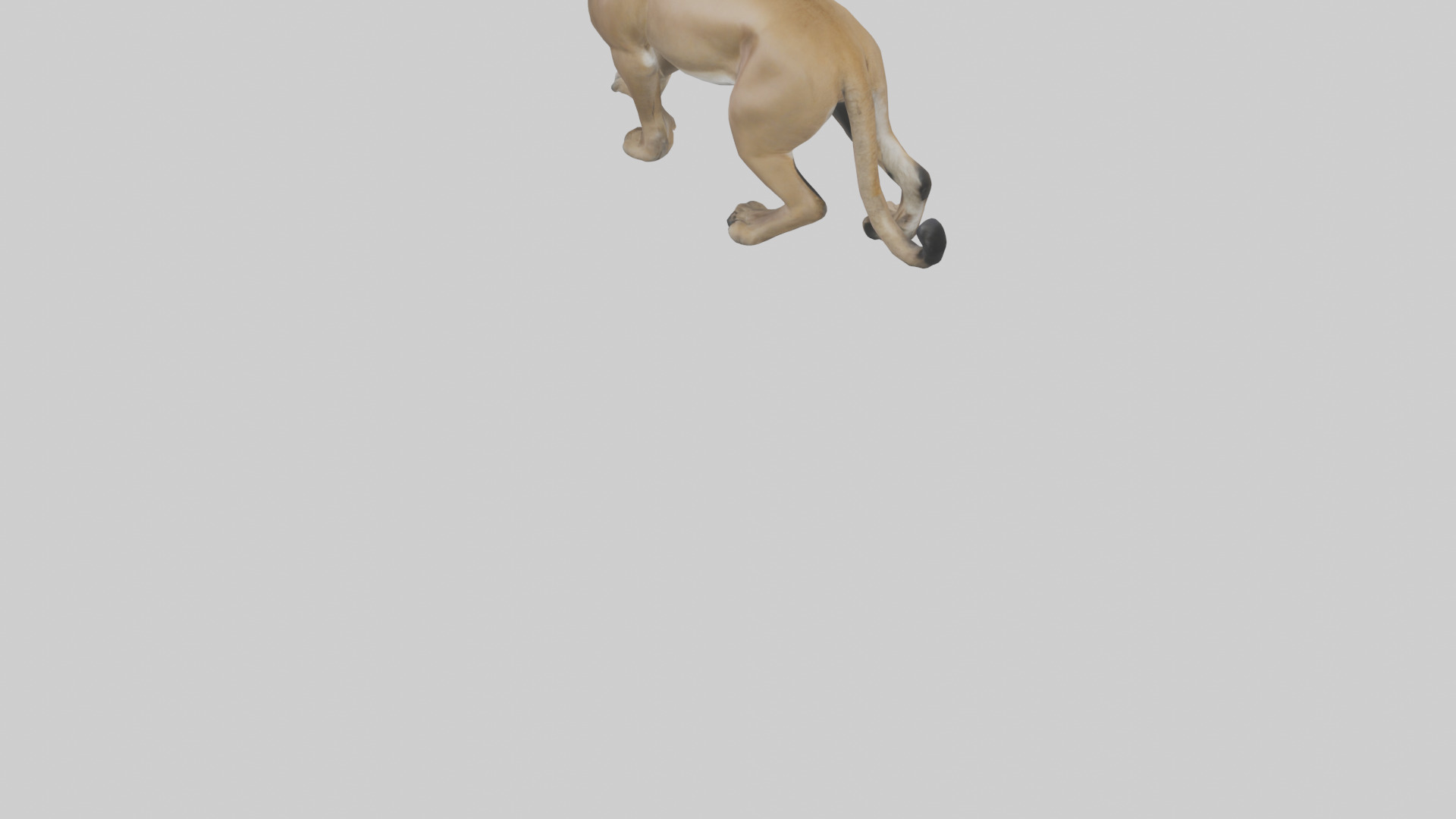 Puma prowling model Low-poly 3D model_3