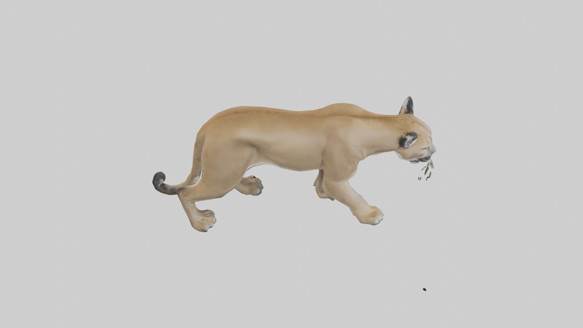 Puma prowling model Low-poly 3D model_18