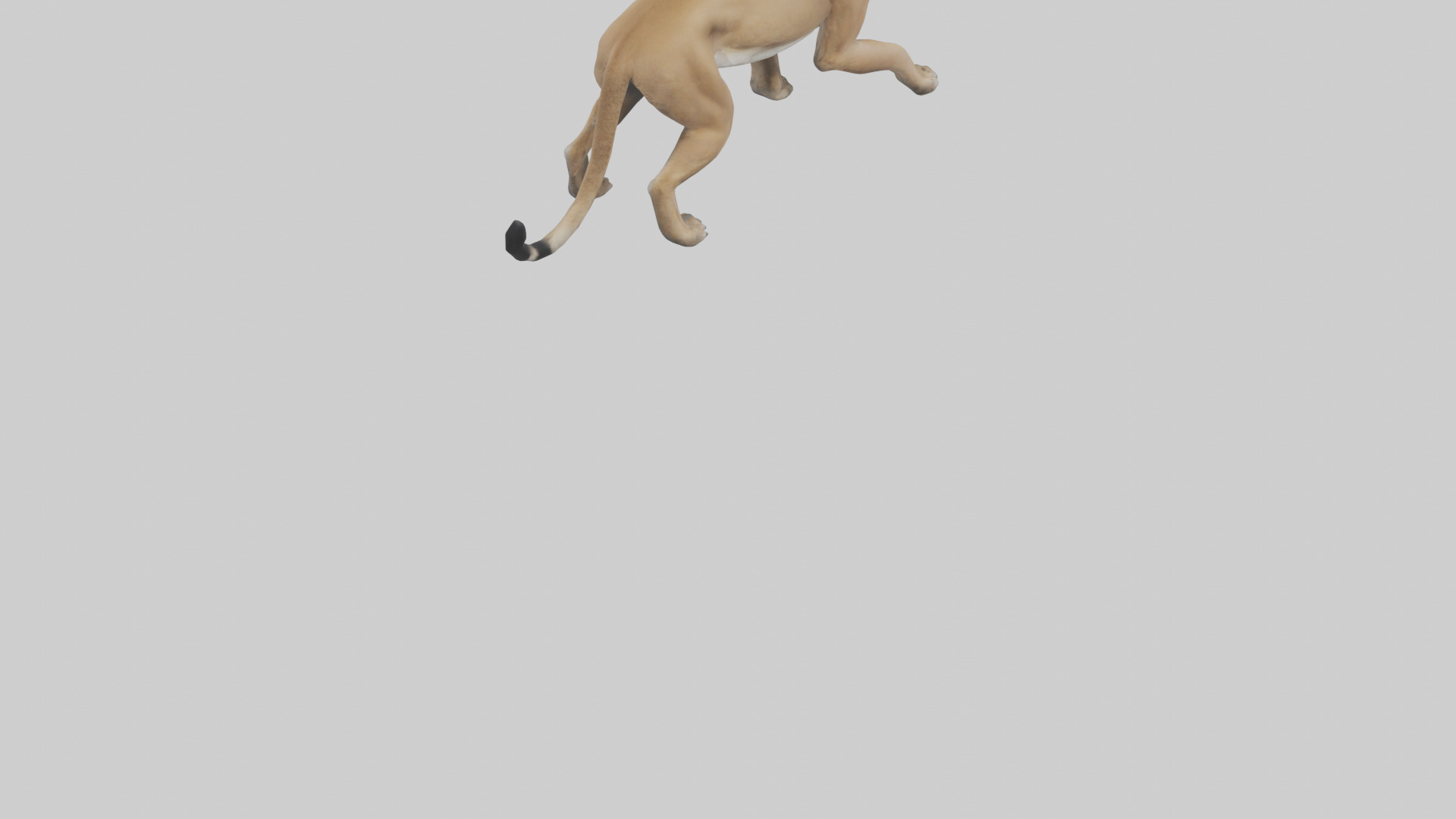 Puma stalking model Low-poly 3D model_4