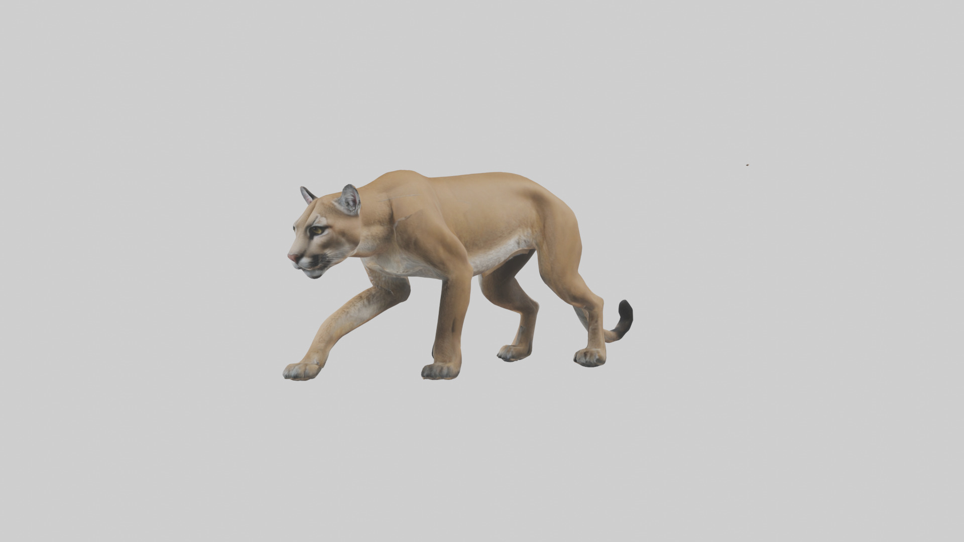 Puma stalking model Low-poly 3D model_10