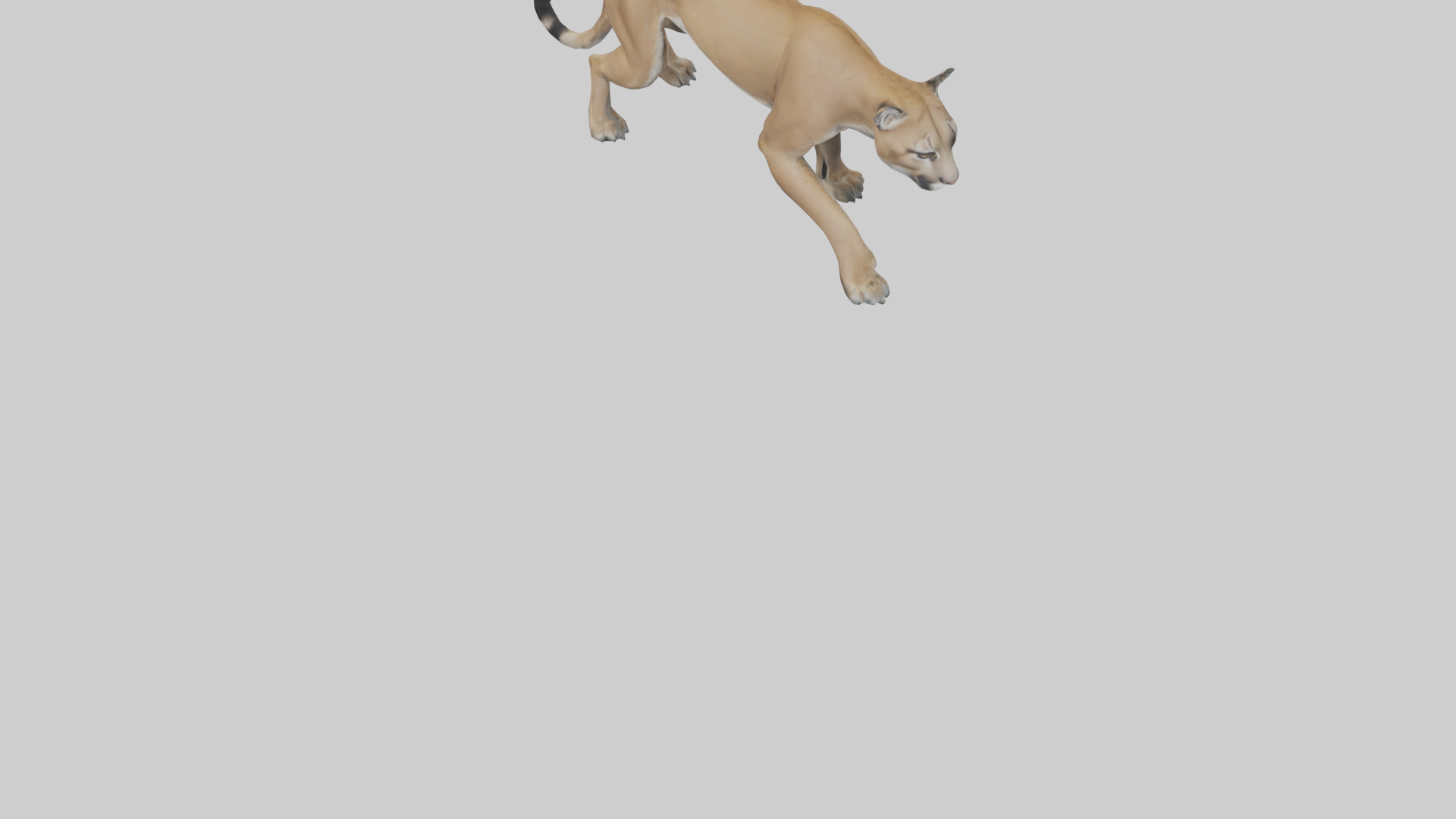 Puma stalking model Low-poly 3D model_6
